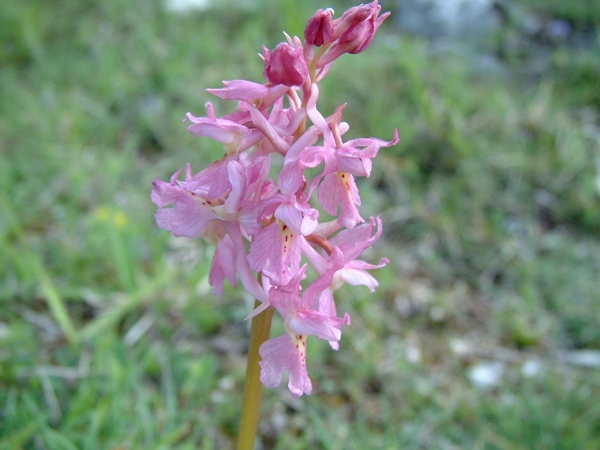 Orchis xcolemanii (ibrido: O. mascula x O. pauciflora)
